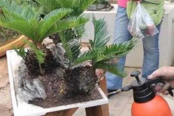 铁血树如何养殖，生长过程中每隔十天提供一次肥料