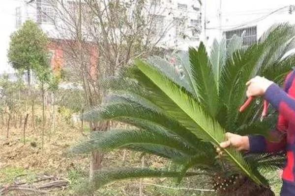 铁血树如何养殖，生长过程中每隔十天提供一次肥料