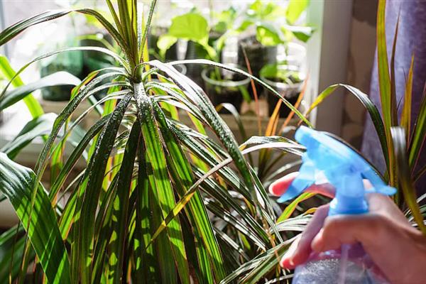 铁血树如何养殖，生长过程中每隔十天提供一次肥料