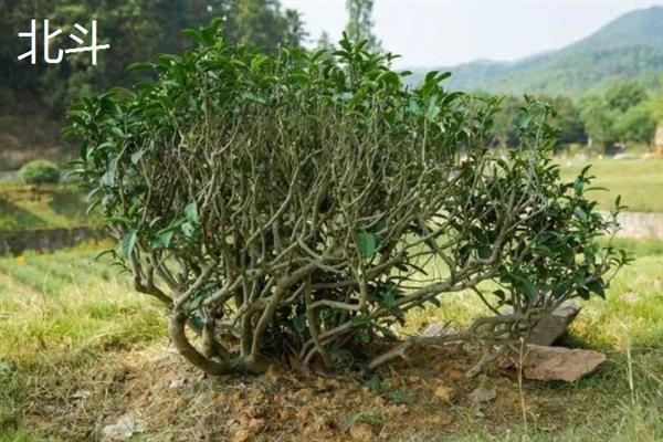 母树大红袍有什么品种，分为雀舌、北斗、奇丹
