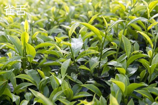 母树大红袍有什么品种，分为雀舌、北斗、奇丹