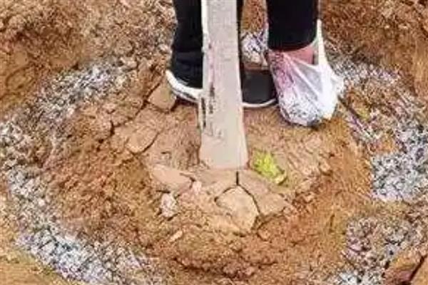柿子树怎么栽培成活率高，建议在11月份进行