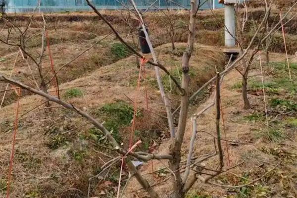 柿子树怎么栽培成活率高，建议在11月份进行