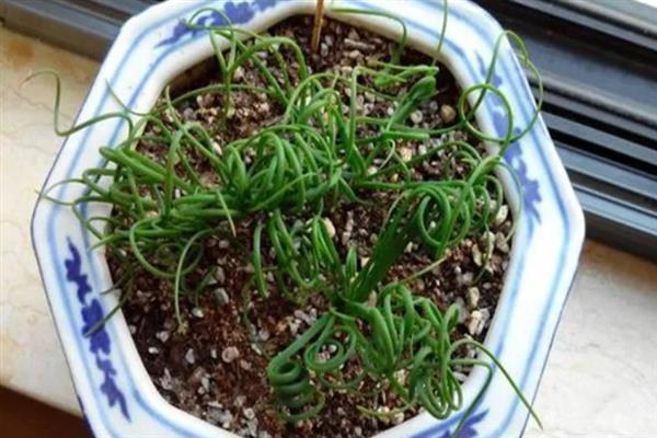 弹簧草不卷了如何处理，在阳光充足的地方养护可促使植株健康生长