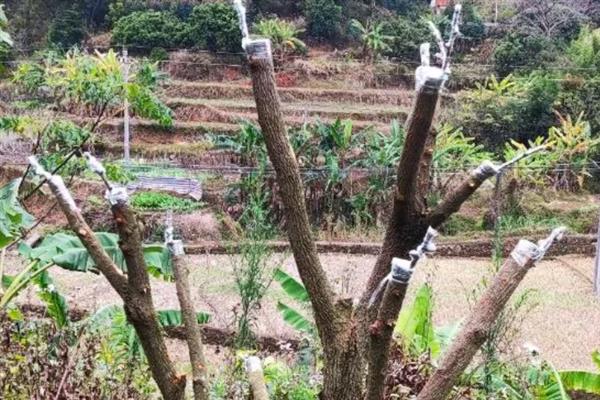 龙眼接穗用哪种，要从优质、具有代表性的母株上面采取