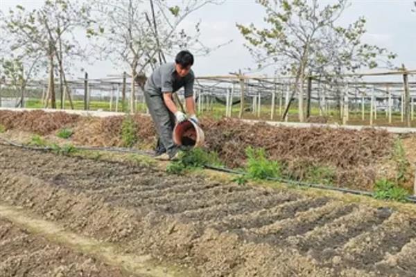 龙眼接穗用哪种，要从优质、具有代表性的母株上面采取