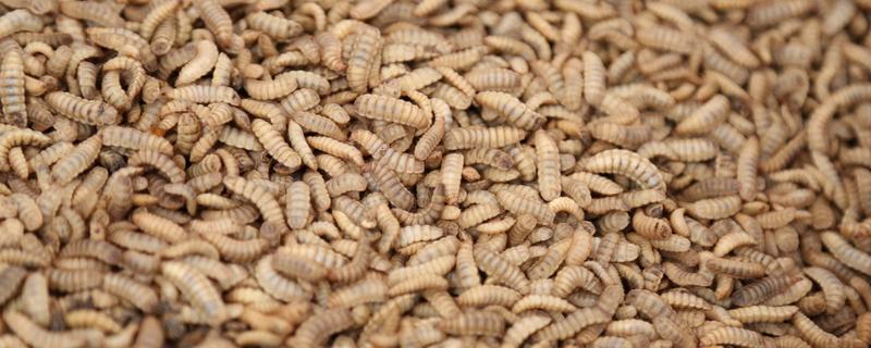 黑水虻怎么养殖，饲养幼虫需投喂麦麸