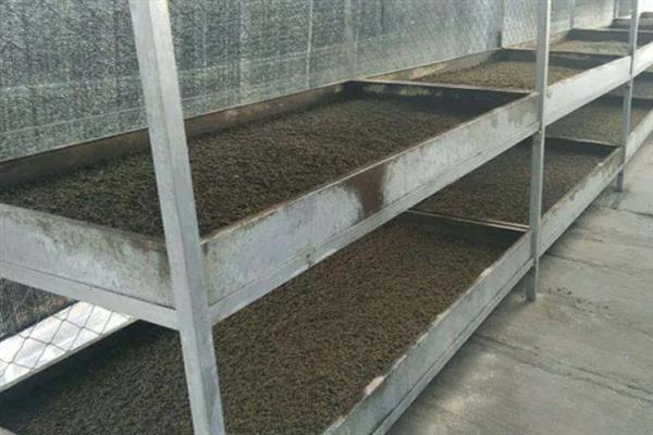 黑水虻怎么养殖，饲养幼虫需投喂麦麸