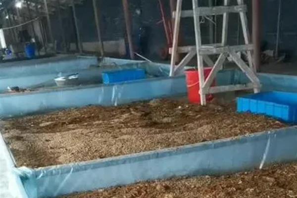 黑水虻怎么养殖，饲养幼虫需投喂麦麸
