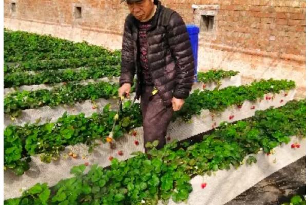 草莓的适宜种植时间，分为春播和秋播