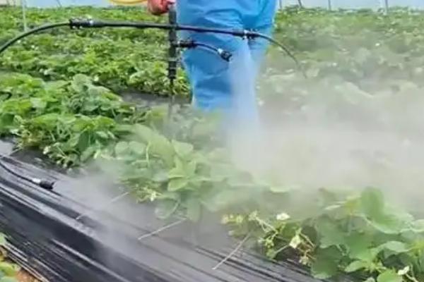 草莓的适宜种植时间，分为春播和秋播