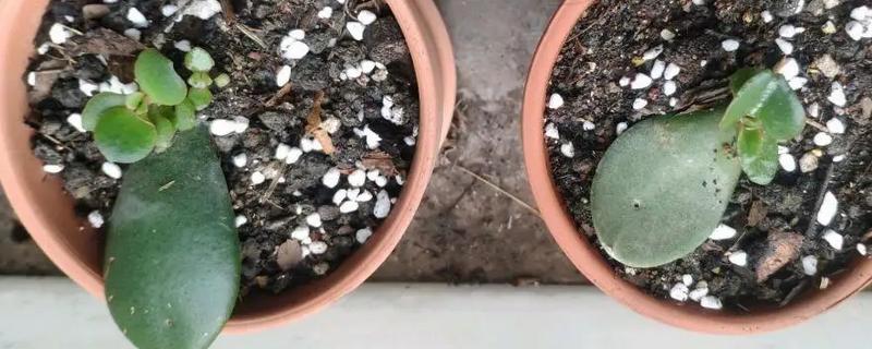 绿玉树的扦插方法，可以在春夏秋三季进行