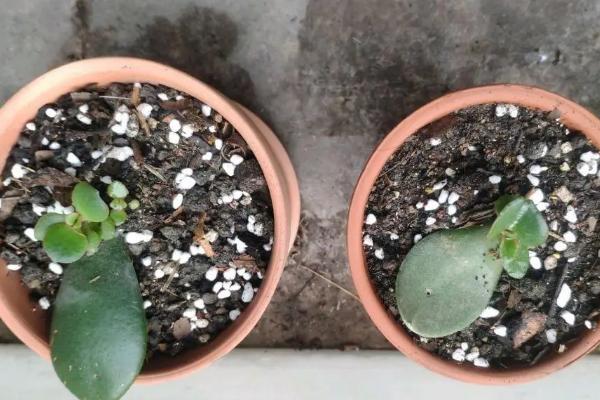 绿玉树的扦插方法，可以在春夏秋三季进行