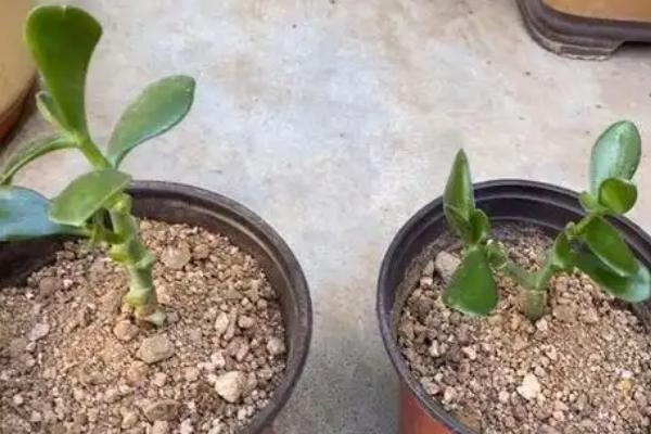 绿玉树的扦插方法，可以在春夏秋三季进行