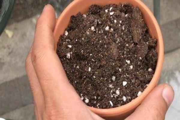 绿玉树的扦插方法，可以在春夏秋三季进行