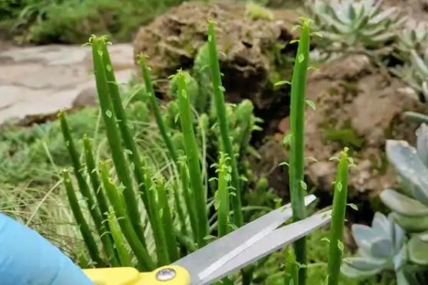 绿玉树的扦插方法，可以在春夏秋三季进行