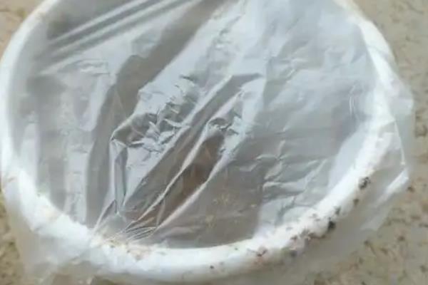 福禄考如何育苗，在种植之前要浸种