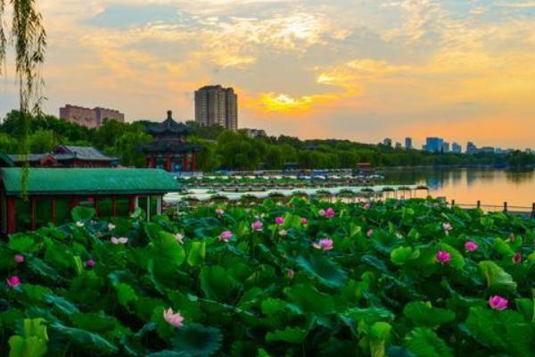 荷花节的举行地点，上海荷花节在海湾国家森林公园举行