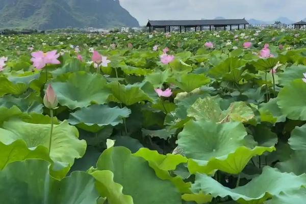 荷花节的举行地点，上海荷花节在海湾国家森林公园举行