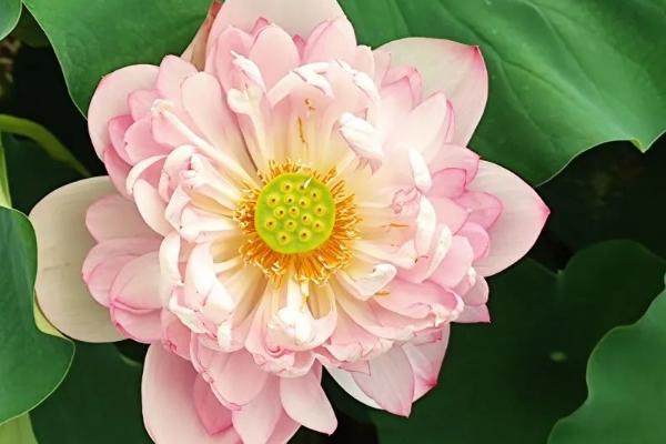 荷花节的举行地点，上海荷花节在海湾国家森林公园举行