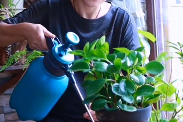 怎么养碧玉，喜欢湿润的生长环境