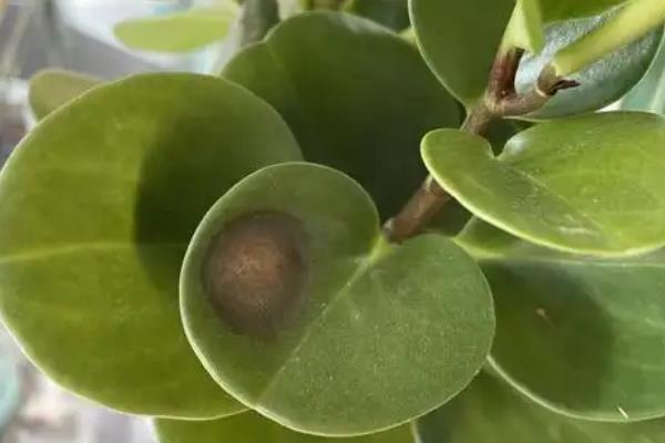 怎么养碧玉，喜欢湿润的生长环境