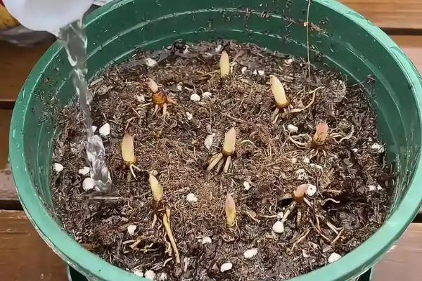 铃铛花的繁殖方法，对种子催芽后再播种