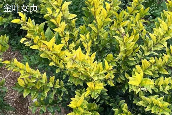 金森女贞如何种植，扦插深度以1.5-2.0厘米为宜