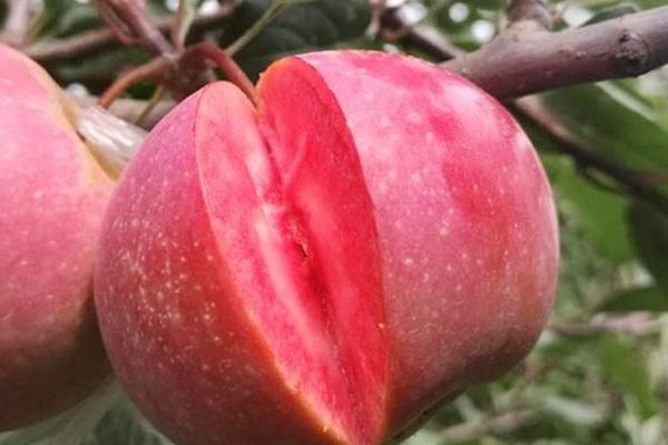 粉红菠萝的价格，最贵可以卖到1000元一个