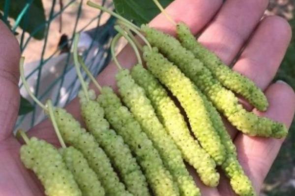 粉红菠萝的价格，最贵可以卖到1000元一个