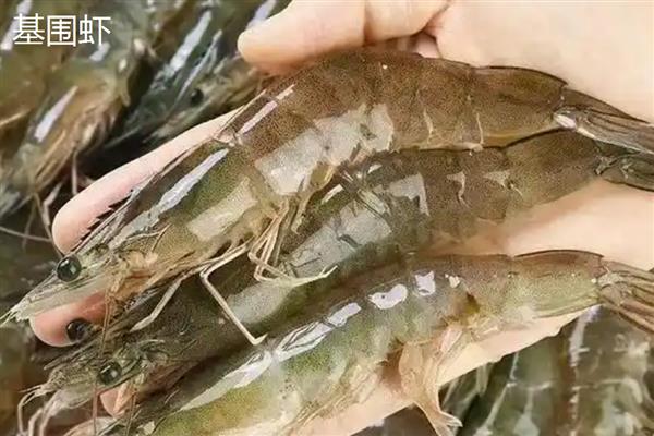 对虾和基围虾的区别是什么，体型和体表颜色均不同