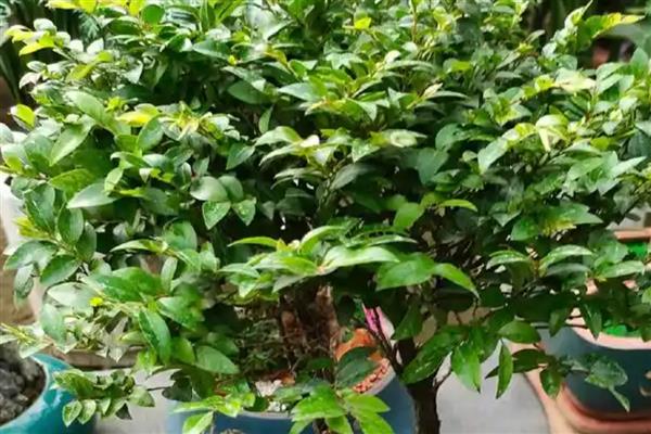 紫檀树的养殖方法，适宜生长温度在20-30℃