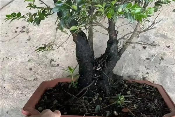 紫檀树的养殖方法，适宜生长温度在20-30℃