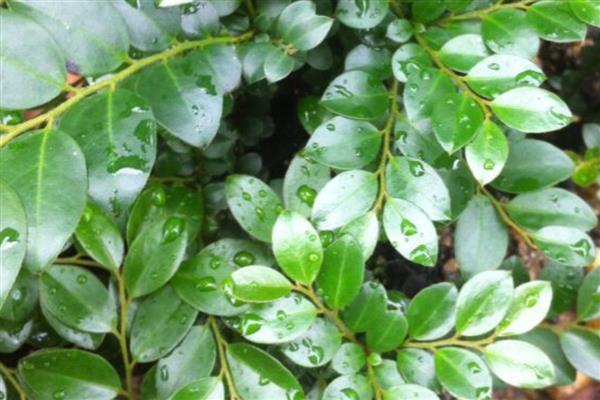 紫檀树的养殖方法，适宜生长温度在20-30℃