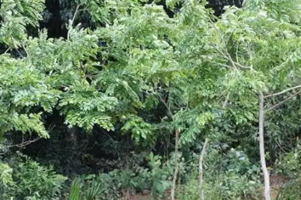 紫檀树的养殖方法，适宜生长温度在20-30℃