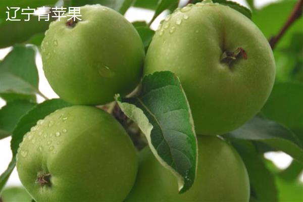 青苹果是不是没有成熟的苹果，是指成熟后依然呈青色的品种