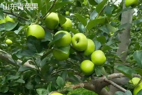 青苹果是不是没有成熟的苹果，是指成熟后依然呈青色的品种