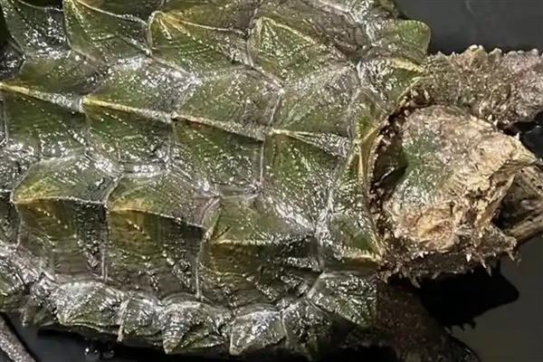 真鳄龟的简介，具有大鳄龟、鳄甲龟等别称