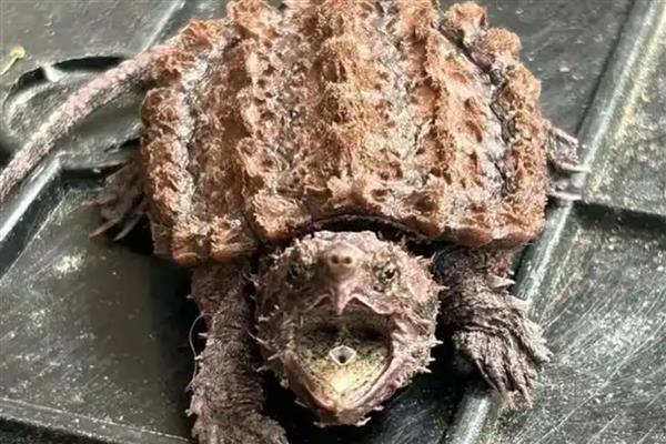 真鳄龟的简介，具有大鳄龟、鳄甲龟等别称