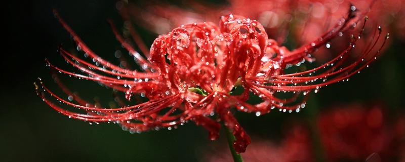 彼岸花能不能在家种植，象征死亡种在家里不吉利