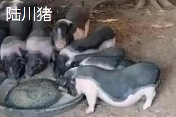 广西有什么地方猪种，常见陆川猪、巴马香猪、东山猪等品种