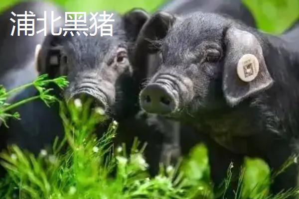 广西有什么地方猪种，常见陆川猪、巴马香猪、东山猪等品种