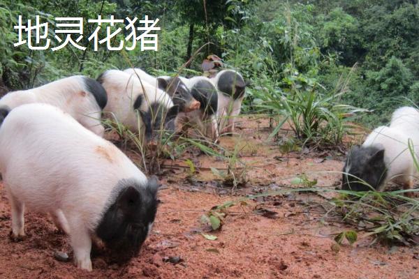 广西有什么地方猪种，常见陆川猪、巴马香猪、东山猪等品种