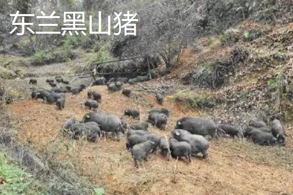 广西有什么地方猪种，常见陆川猪、巴马香猪、东山猪等品种
