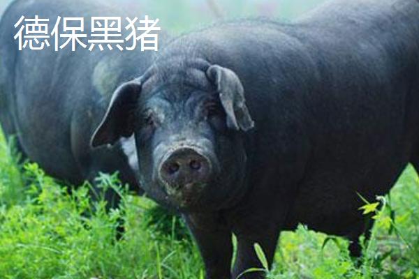 广西有什么地方猪种，常见陆川猪、巴马香猪、东山猪等品种