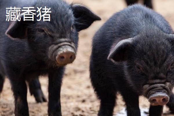 广西有什么地方猪种，常见陆川猪、巴马香猪、东山猪等品种
