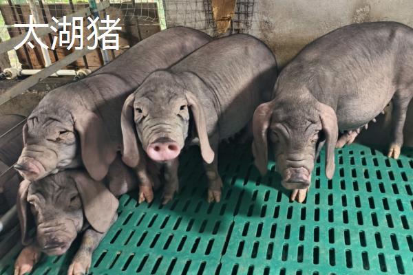 广西有什么地方猪种，常见陆川猪、巴马香猪、东山猪等品种