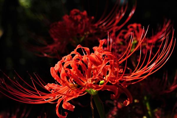 彼岸花能不能在家种植，象征死亡种在家里不吉利