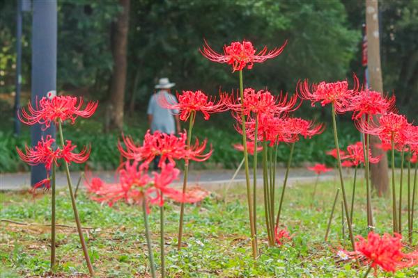 彼岸花能不能在家种植，象征死亡种在家里不吉利