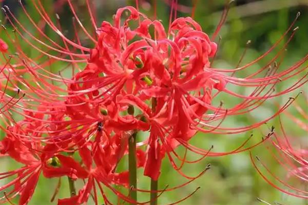 彼岸花能不能在家种植，象征死亡种在家里不吉利